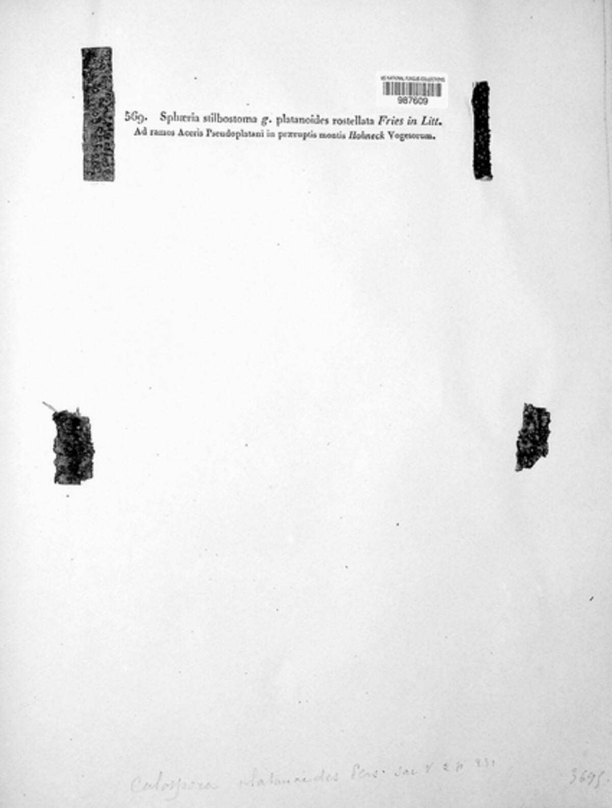 Melanconis stilbostoma image